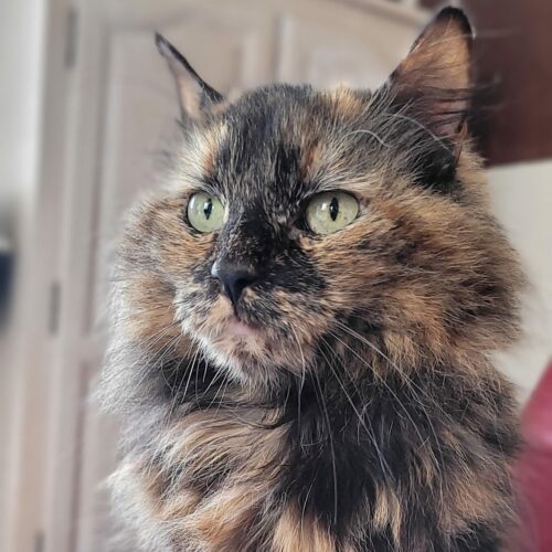 SULTANA – 2 ans