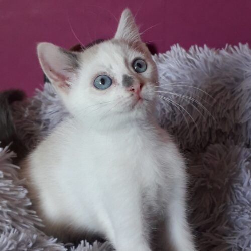 GREY – Chaton