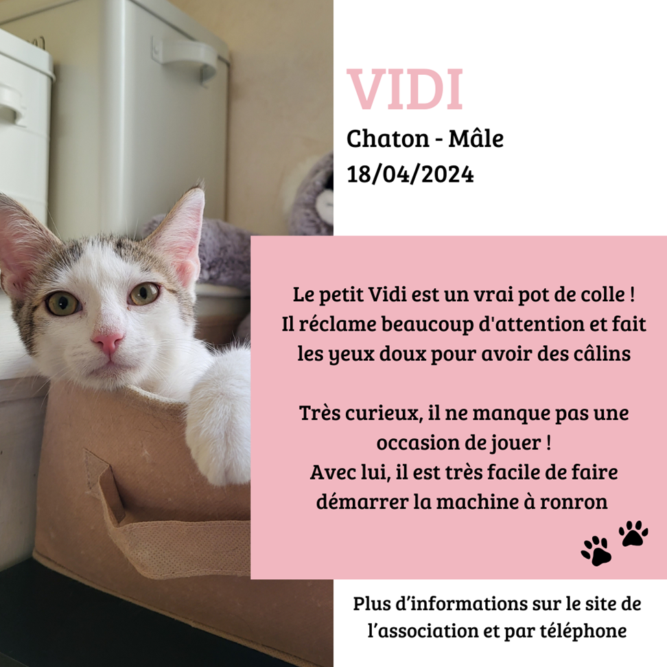 VIDI – Chaton