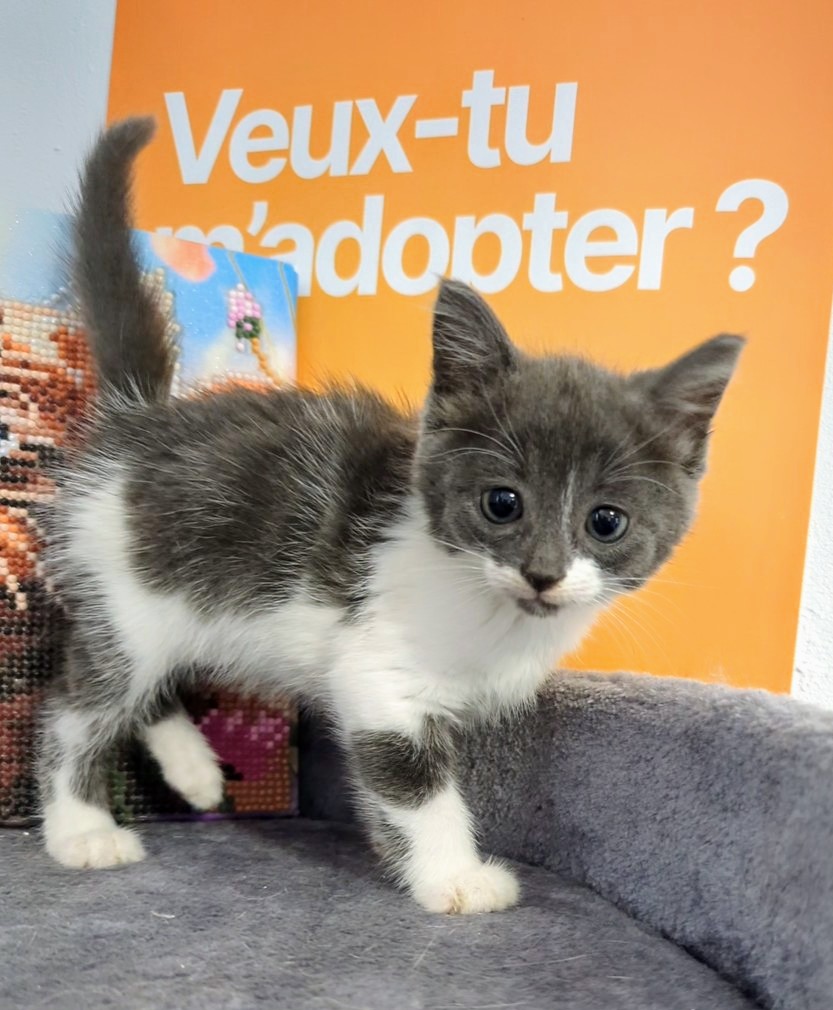 VICTORY – Chaton réservée