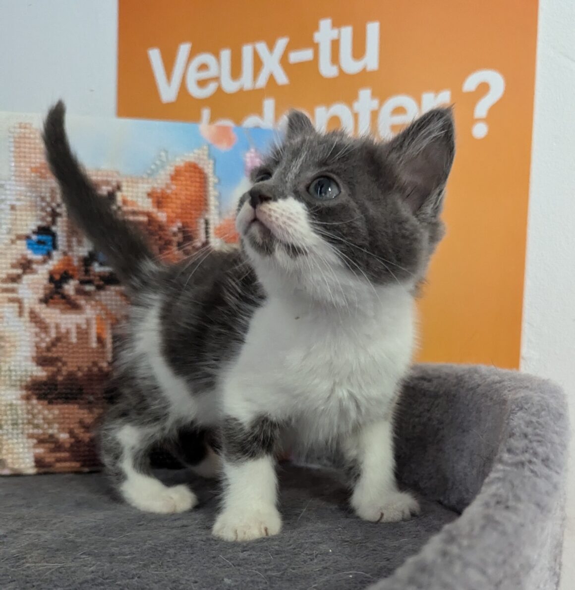 VICTORY – Chaton réservée