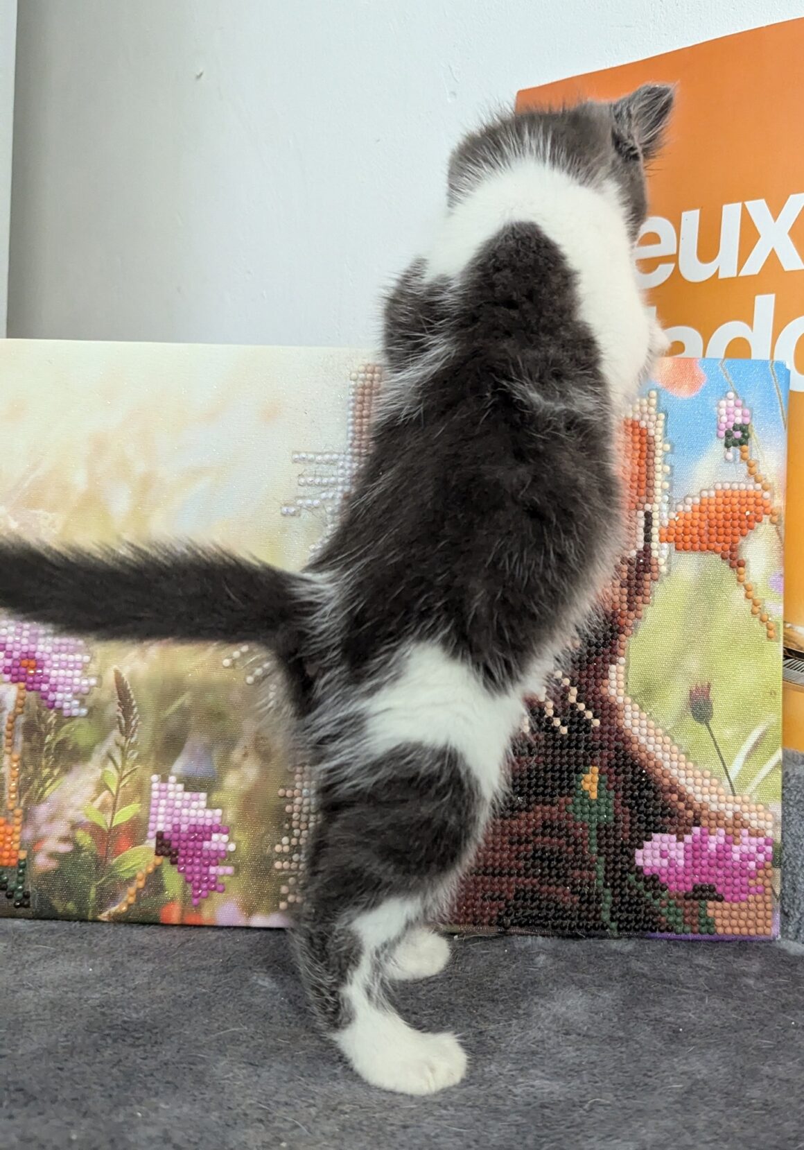 VICTORY – Chaton réservée