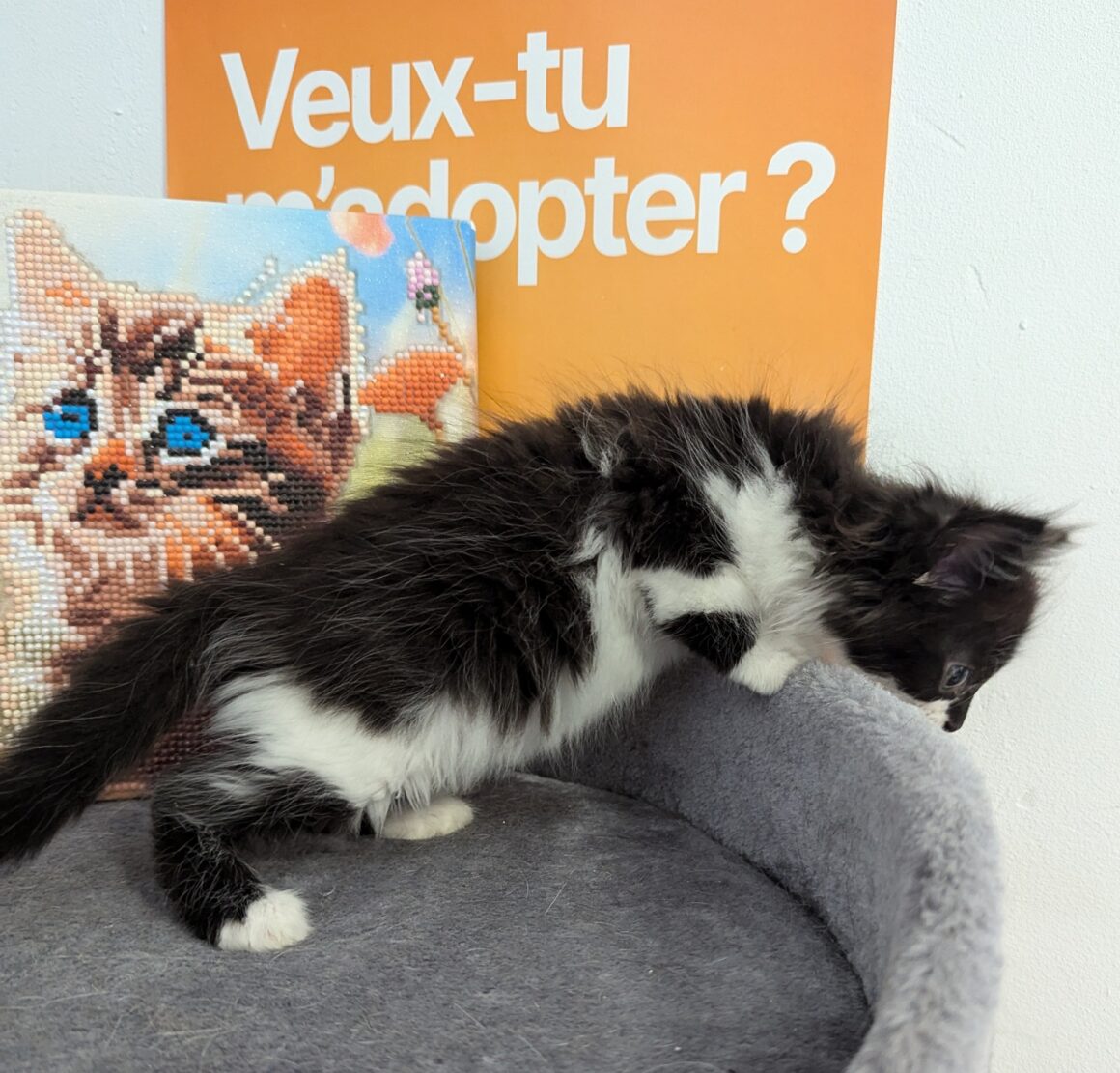 VITO – CHATON