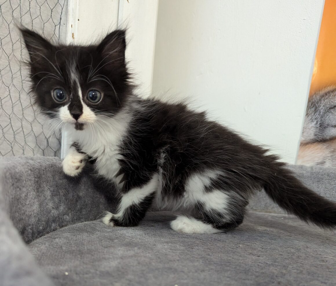 VITO – CHATON