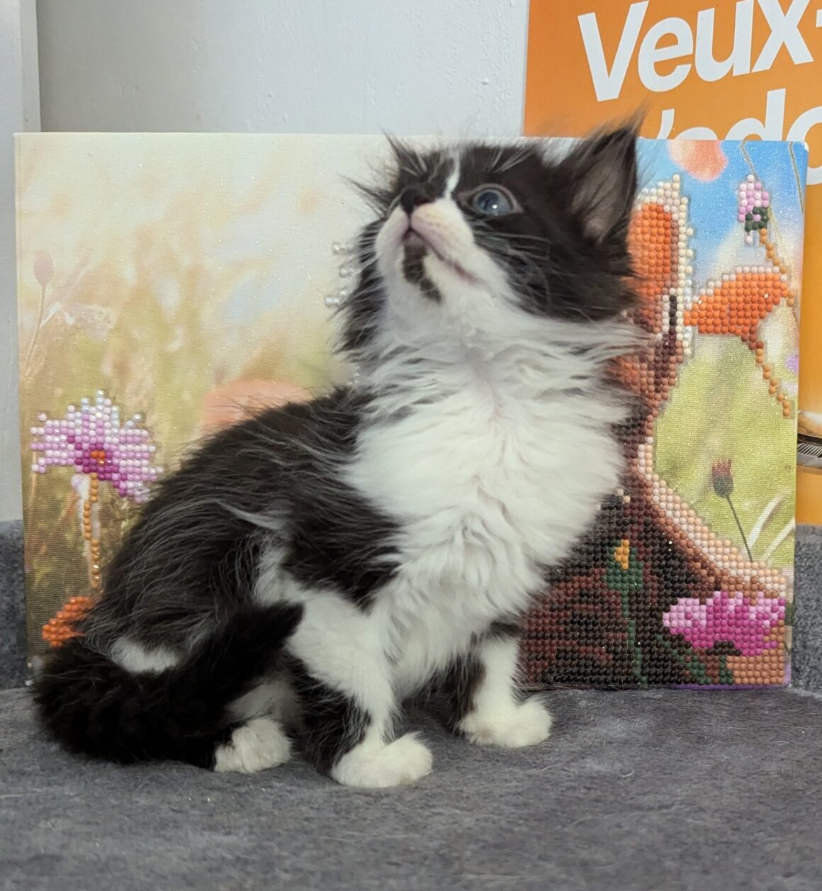 VITO – CHATON