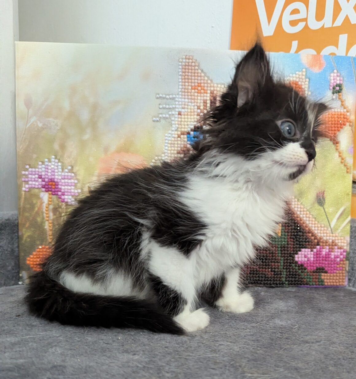 VITO – CHATON