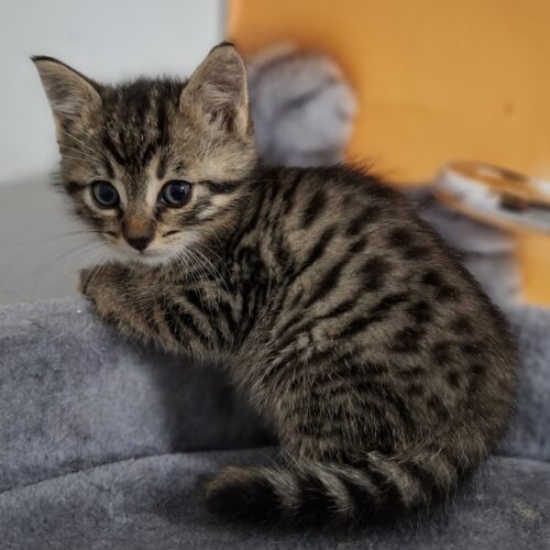 ZOULOU – CHATON