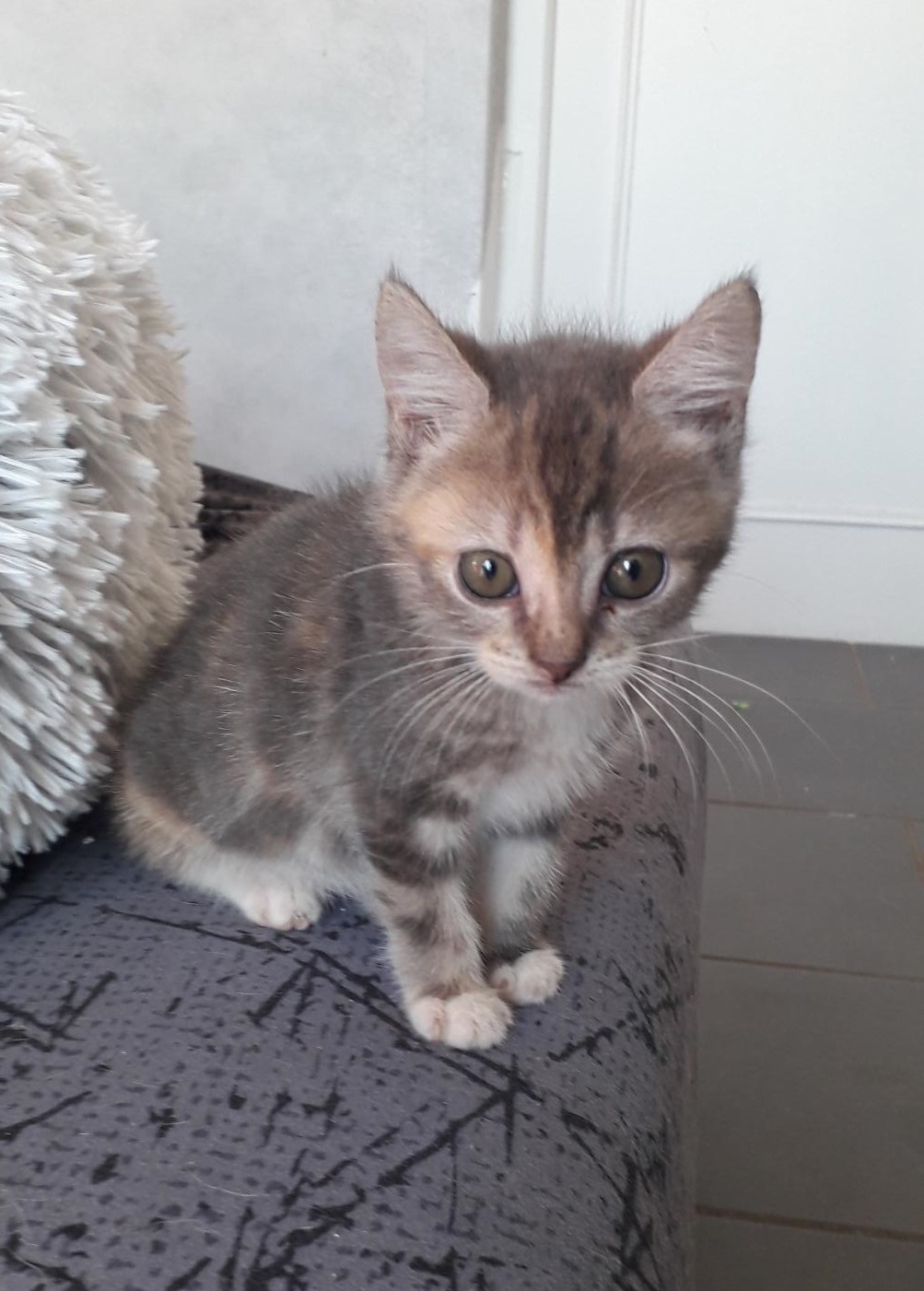 YZELINE – Chaton réservée