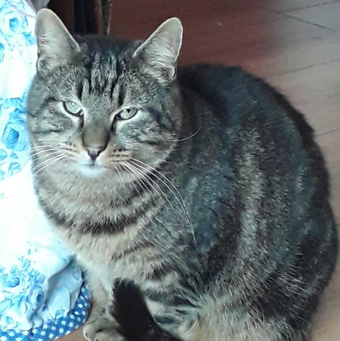 DON JUAN – 3 ans adopté