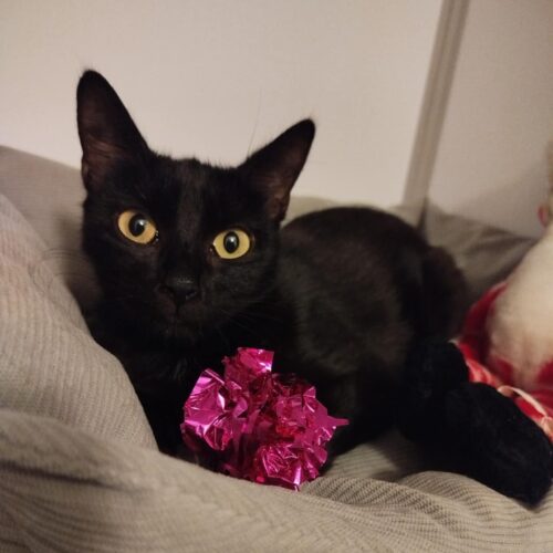 ABBY – 2 ans