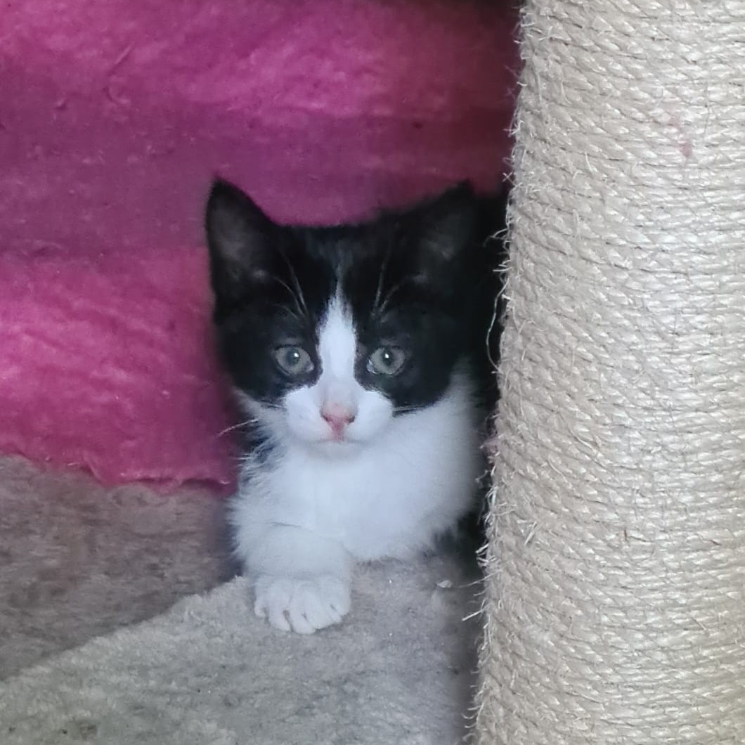 ACROBATE – Chaton