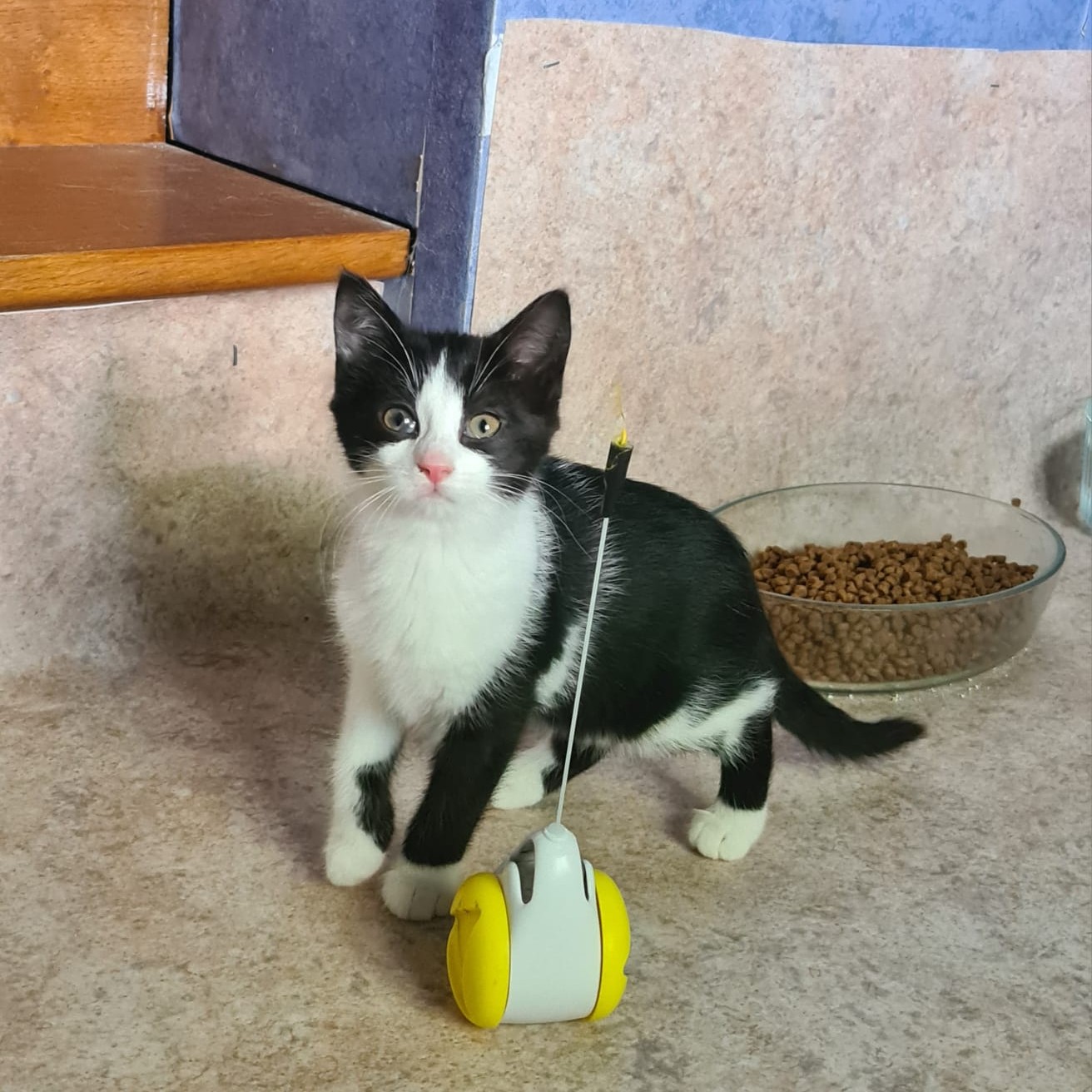 ACROBATE – Chaton