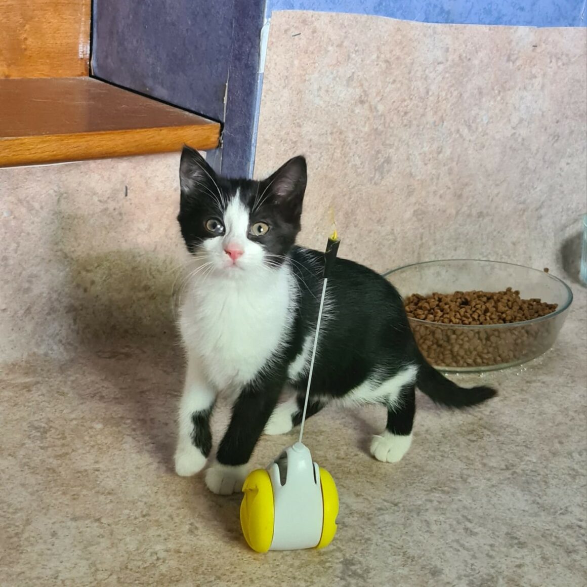 ACROBATE – Chaton