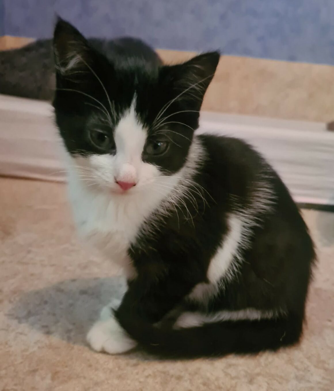 ACROBATE – Chaton