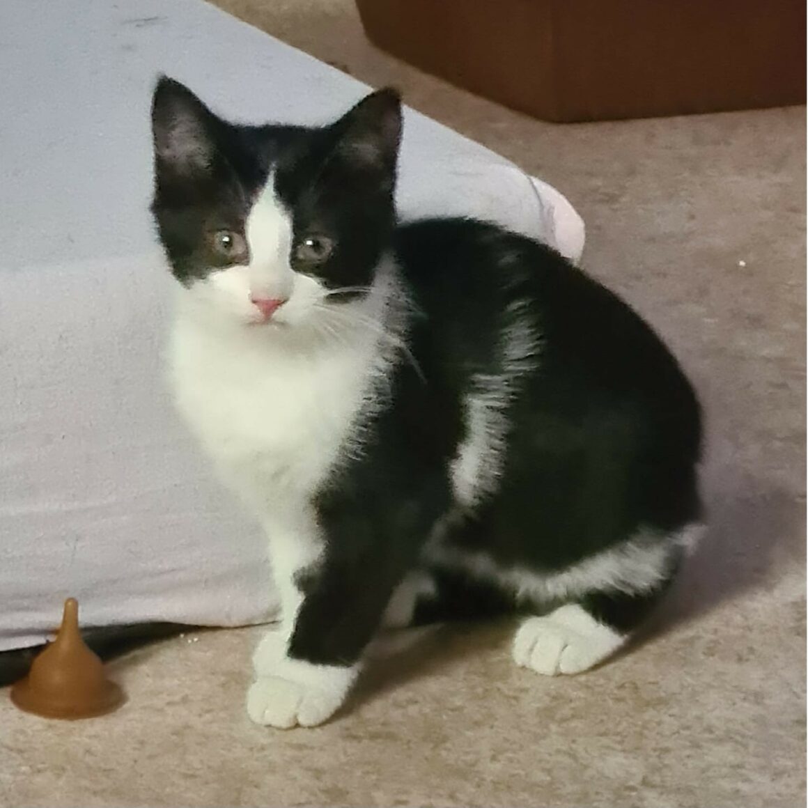 ACROBATE – Chaton