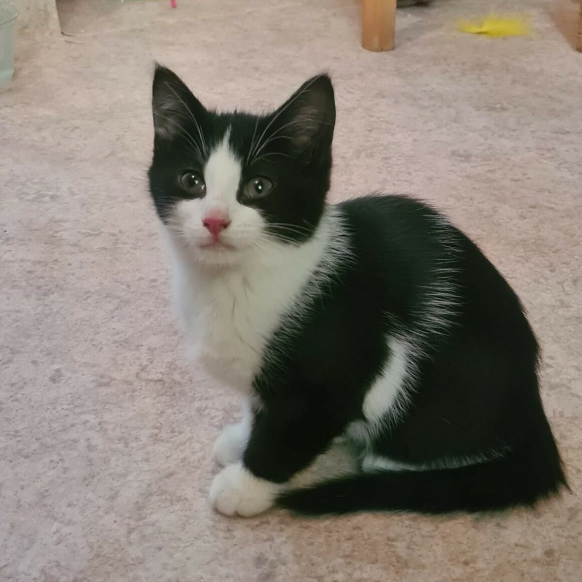 ACROBATE – Chaton