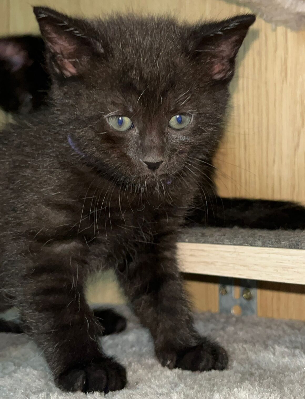ALCE – chaton