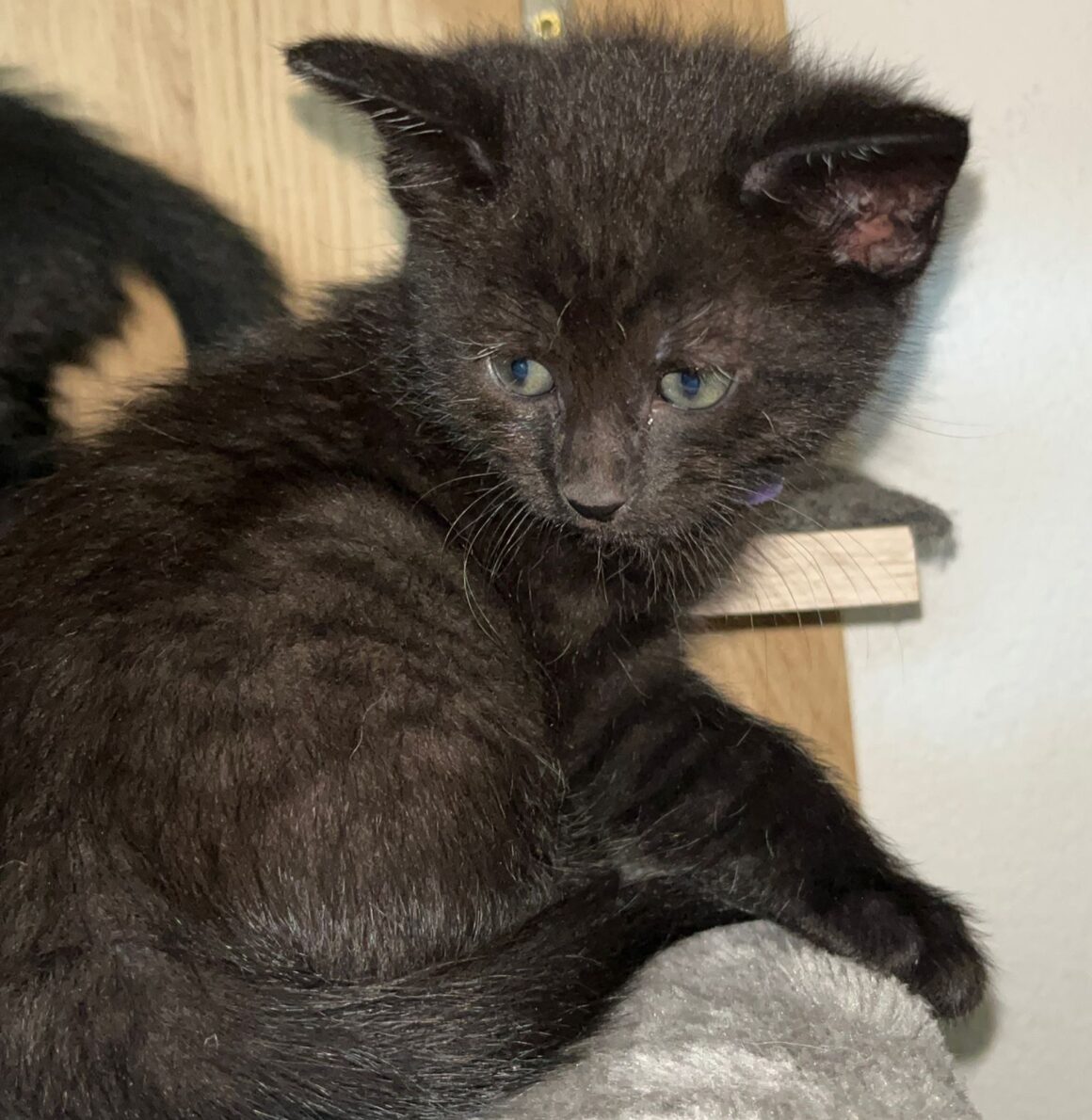 ALCE – chaton