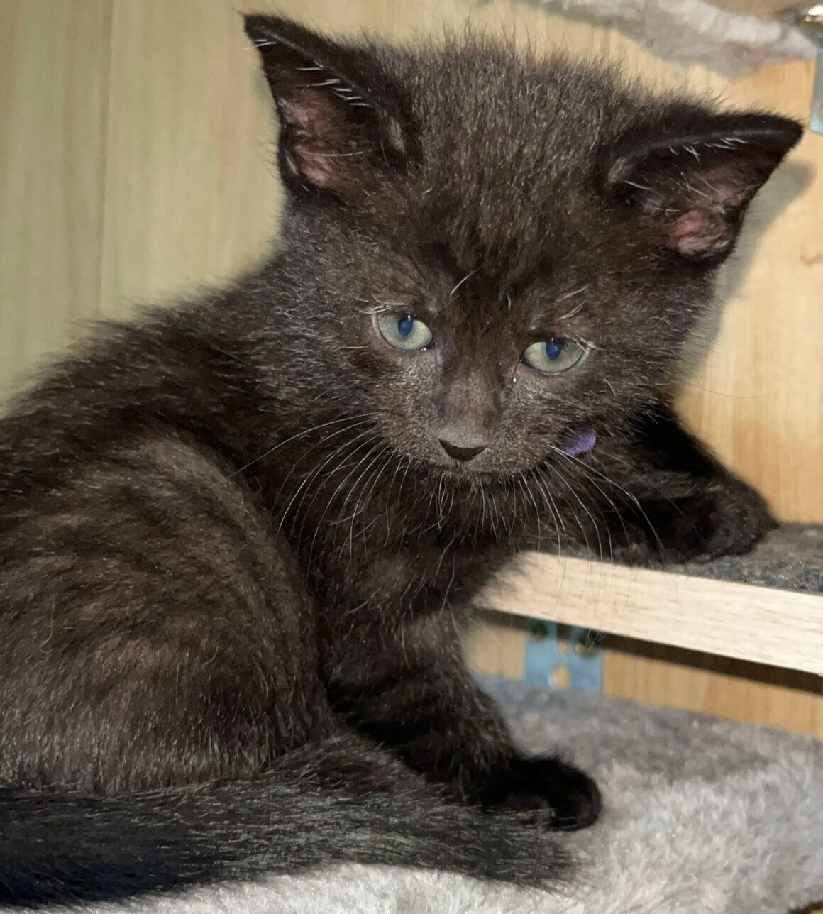 ALCE – chaton