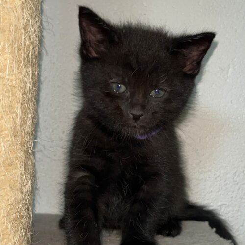 ALCE – chaton