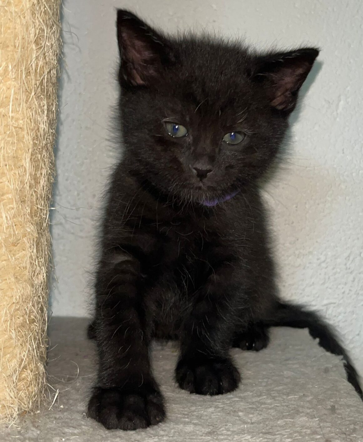 ALCE – chaton