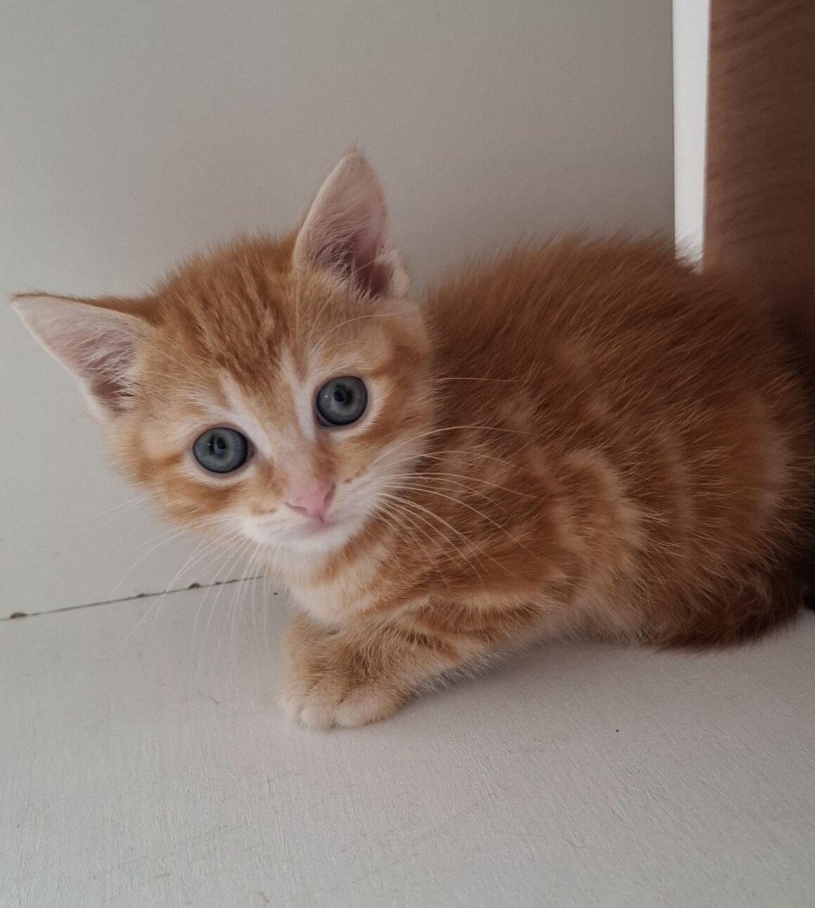 ALICANTE – chaton