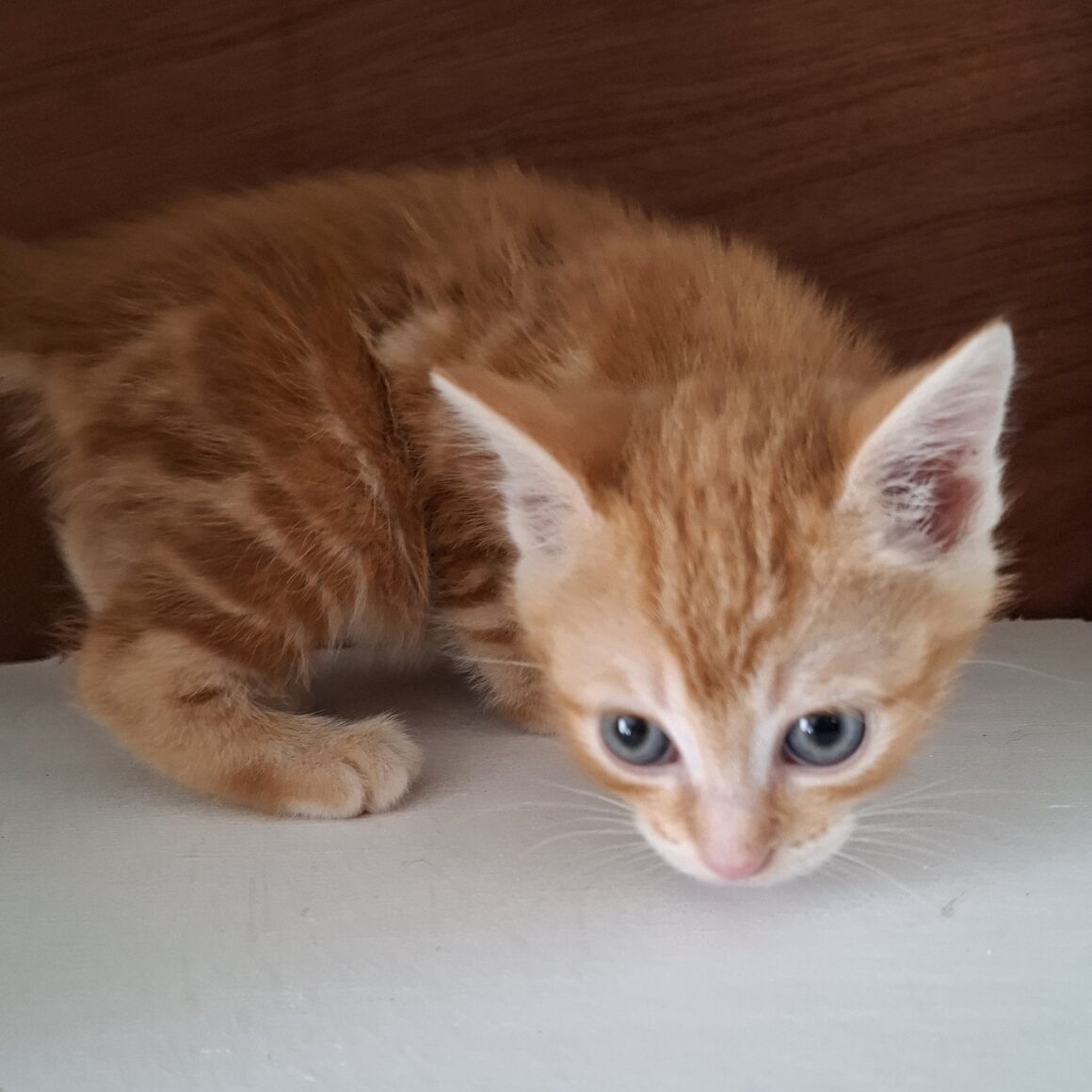 ALICANTE – chaton
