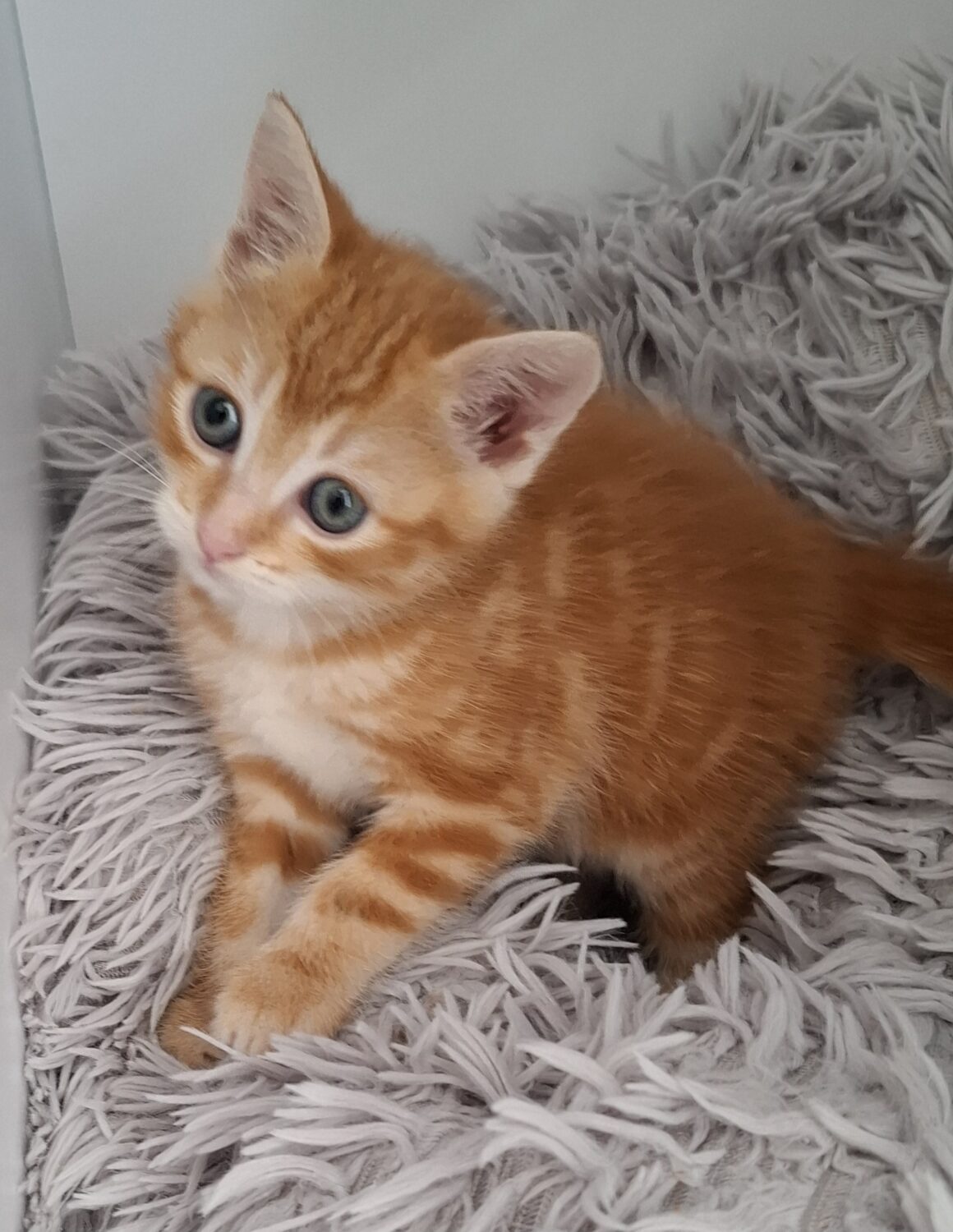ALICANTE – chaton