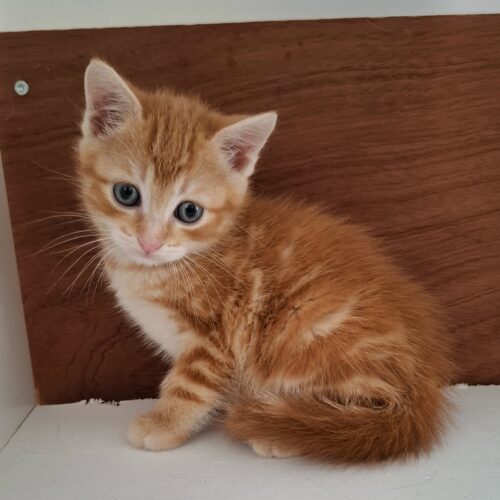 ALICANTE – chaton
