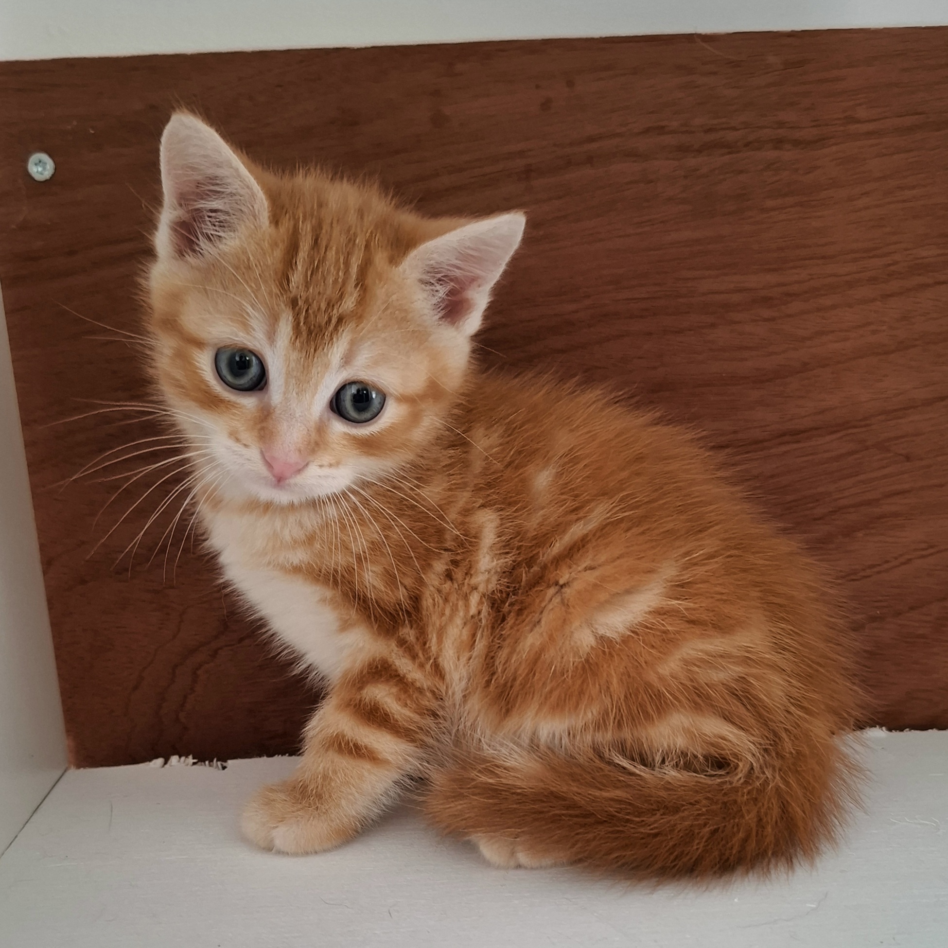 ALICANTE – chaton