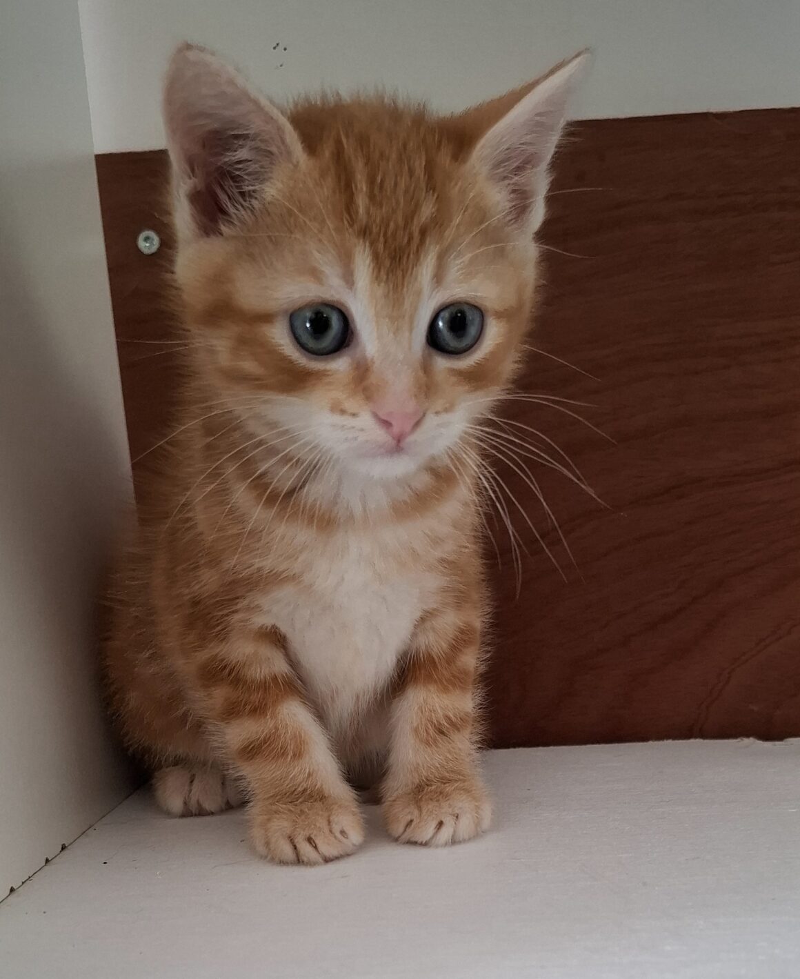 ALICANTE – chaton