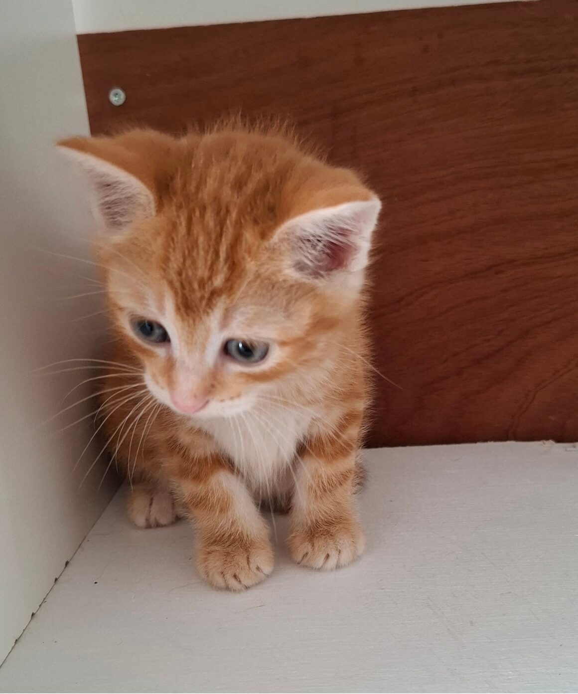 ALICANTE – chaton