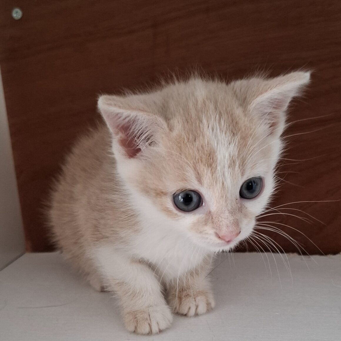 AMADORRA – Chaton