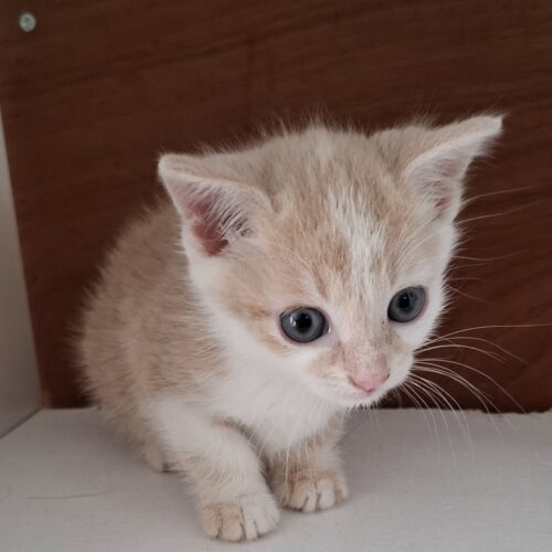 AMADORRA – Chaton