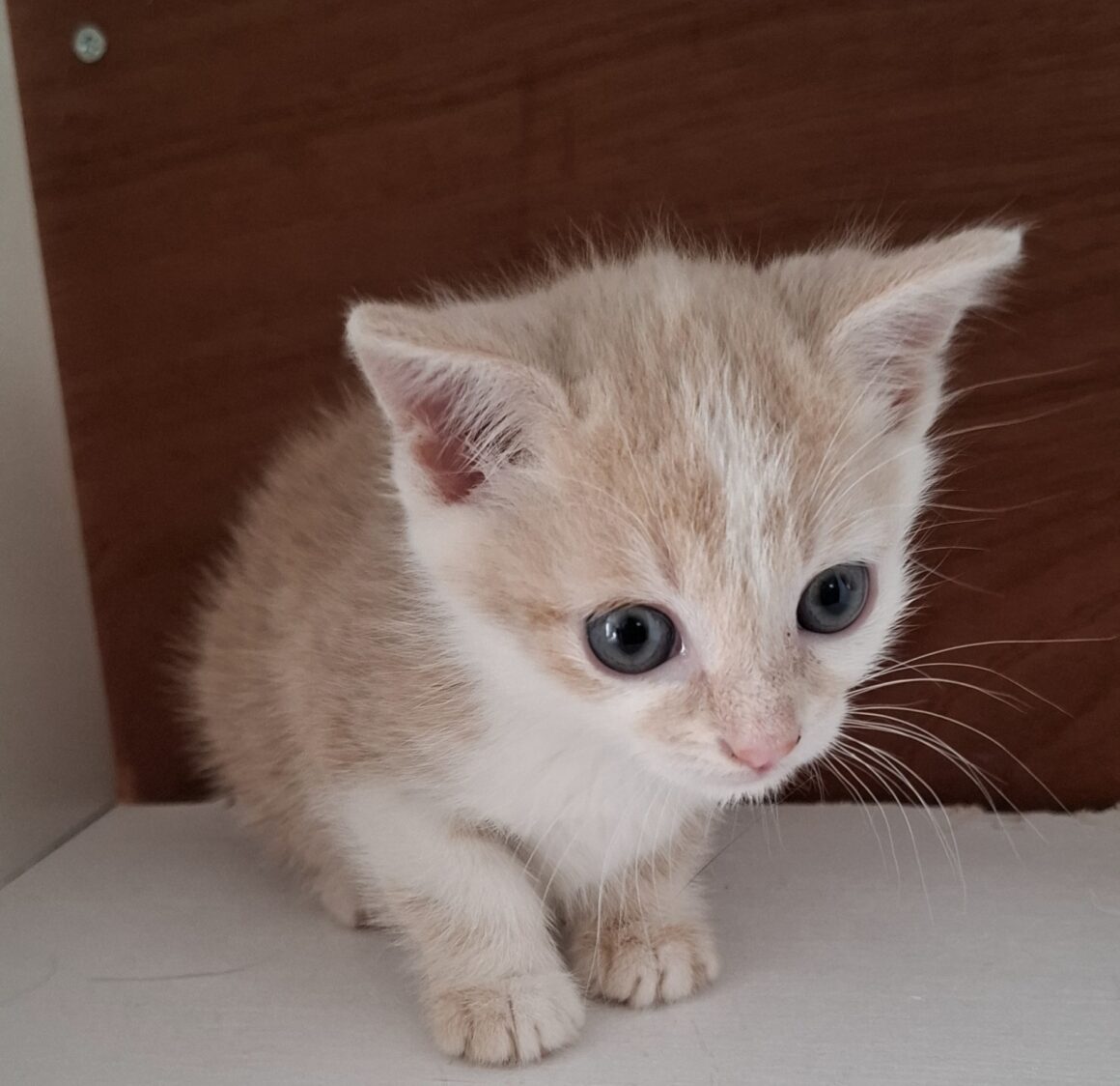 AMADORRA – Chaton