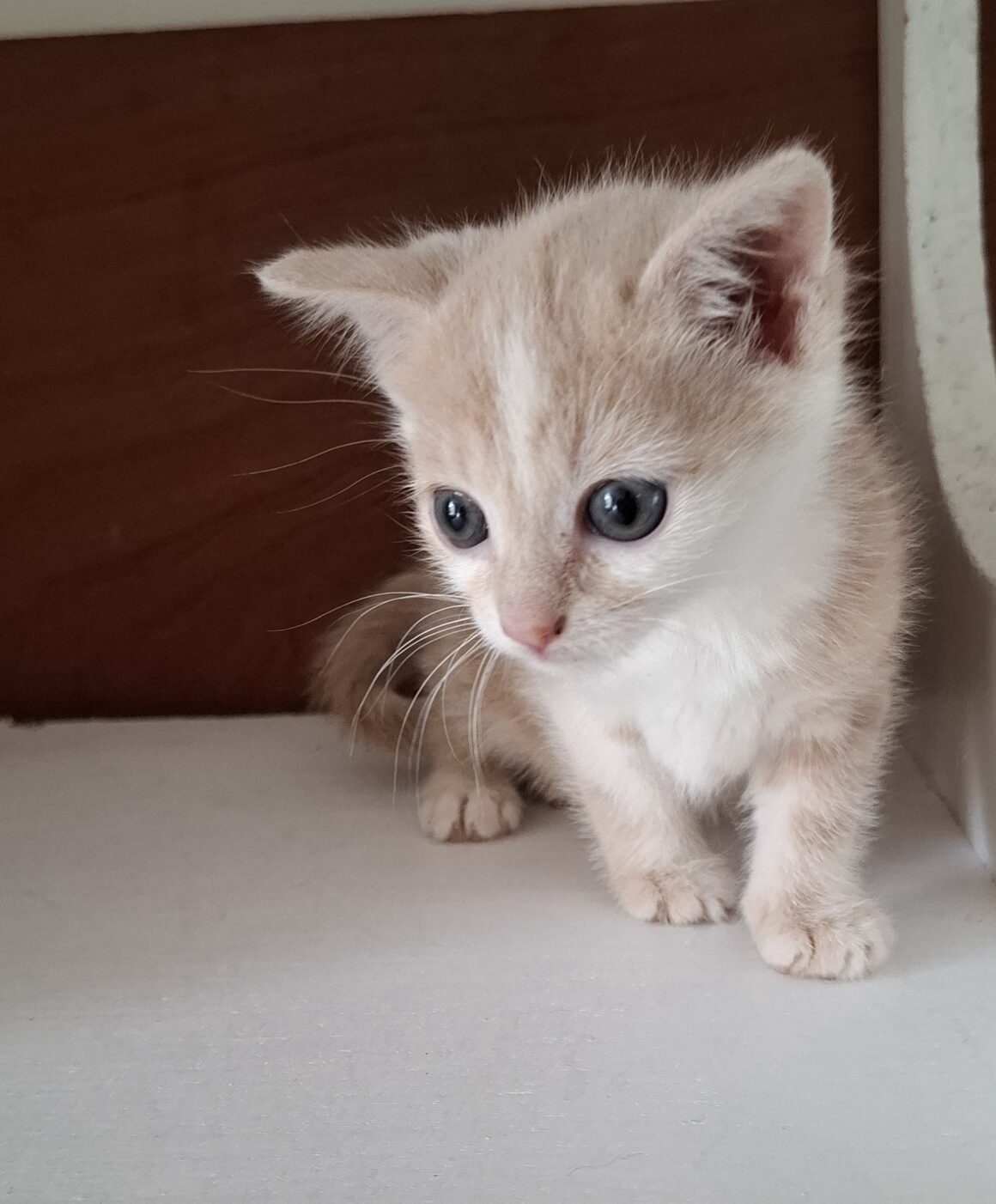 AMADORRA – Chaton