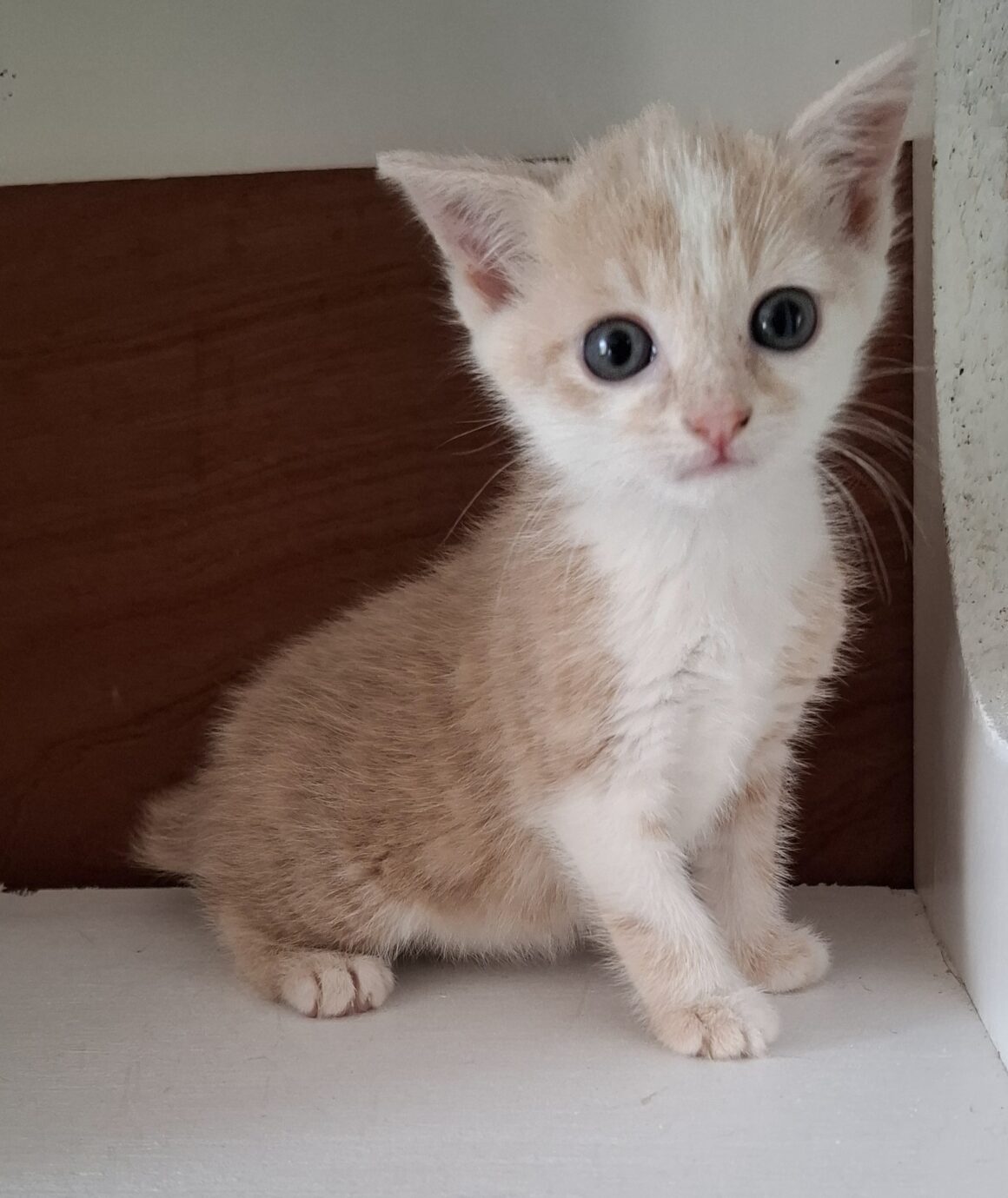 AMADORRA – Chaton
