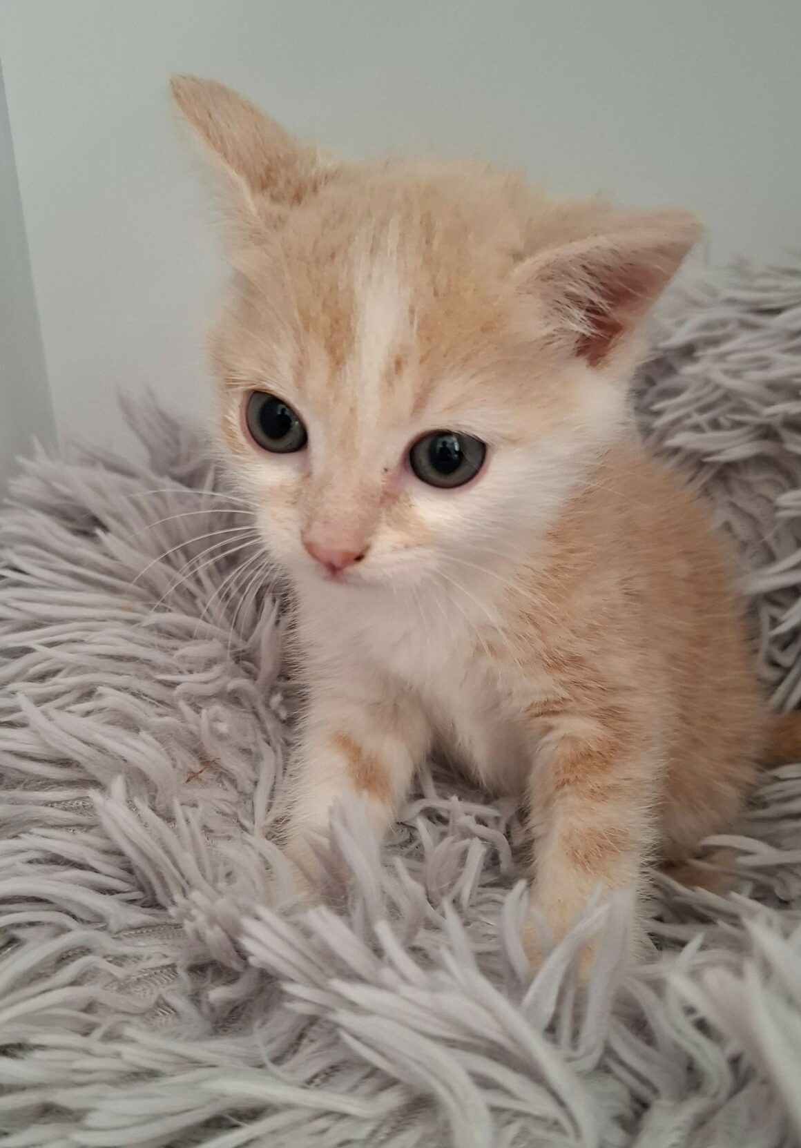 AMADORRA – Chaton