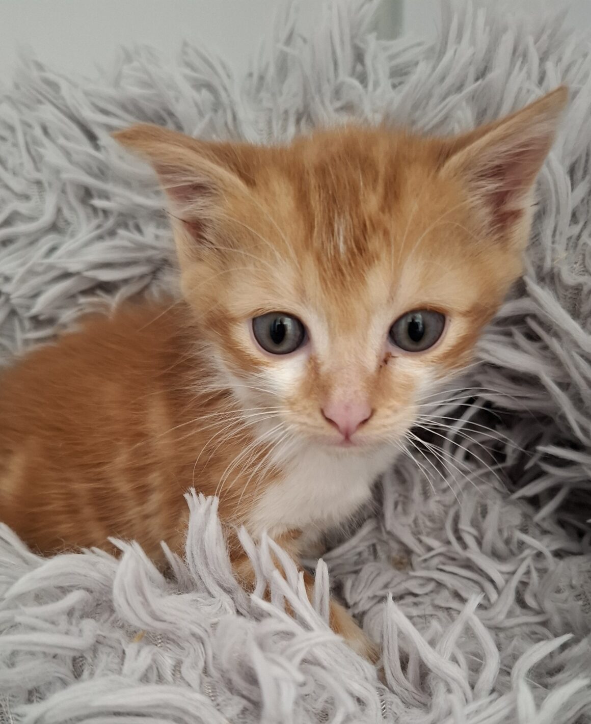 AMSTERDAM – chaton