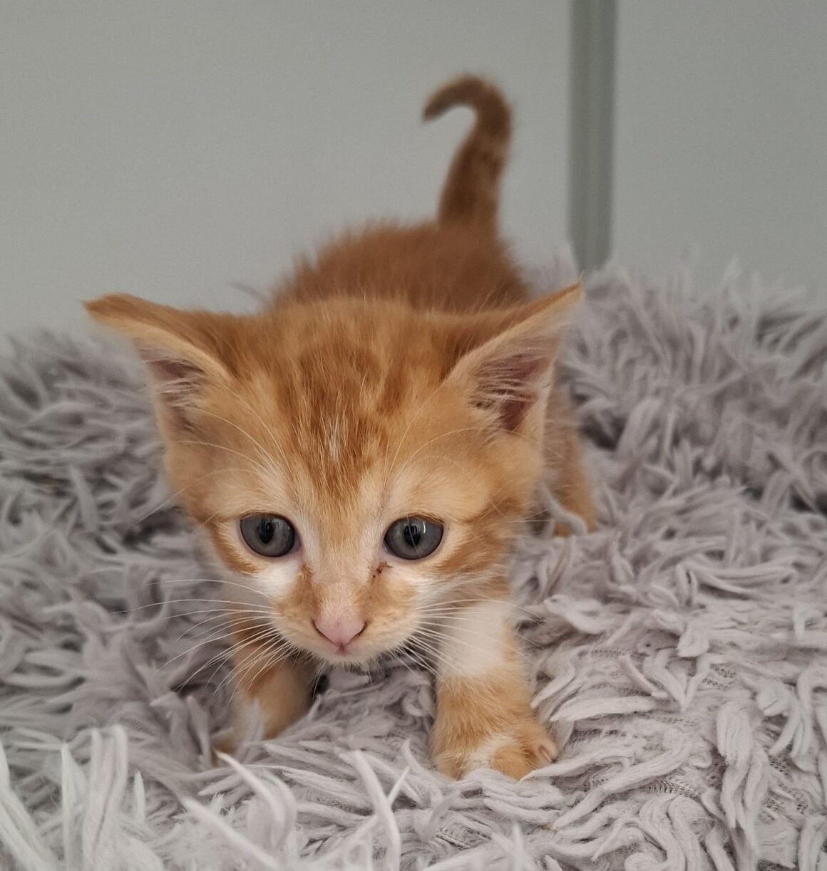 AMSTERDAM – chaton