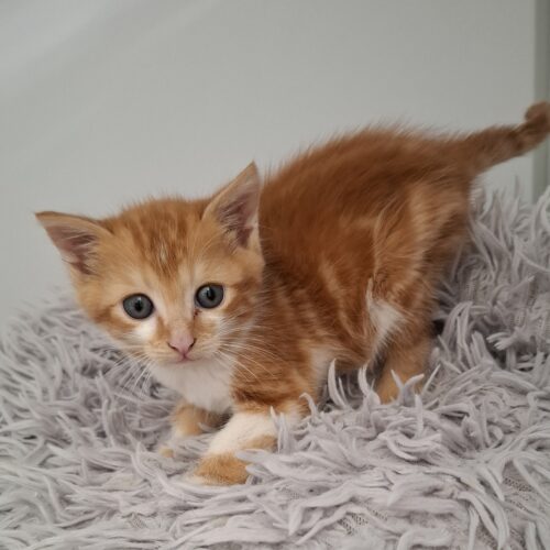 AMSTERDAM – chaton