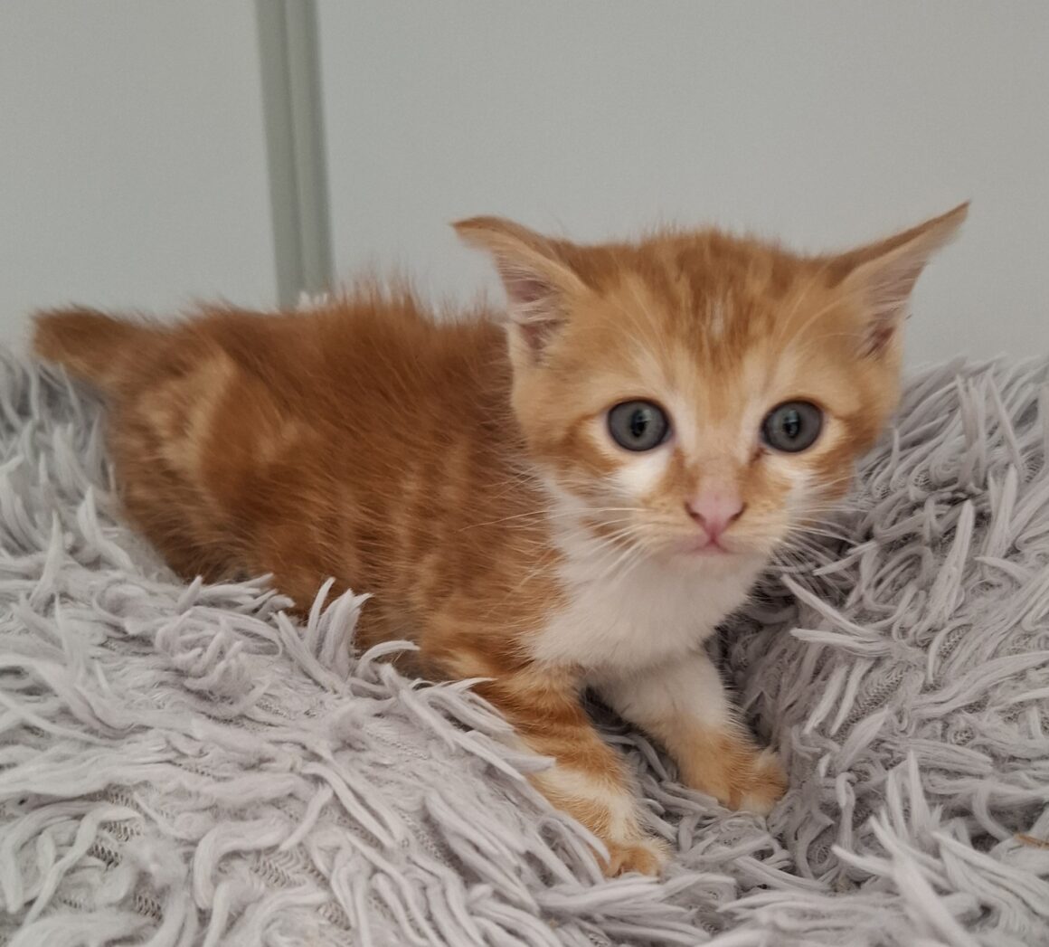 AMSTERDAM – chaton
