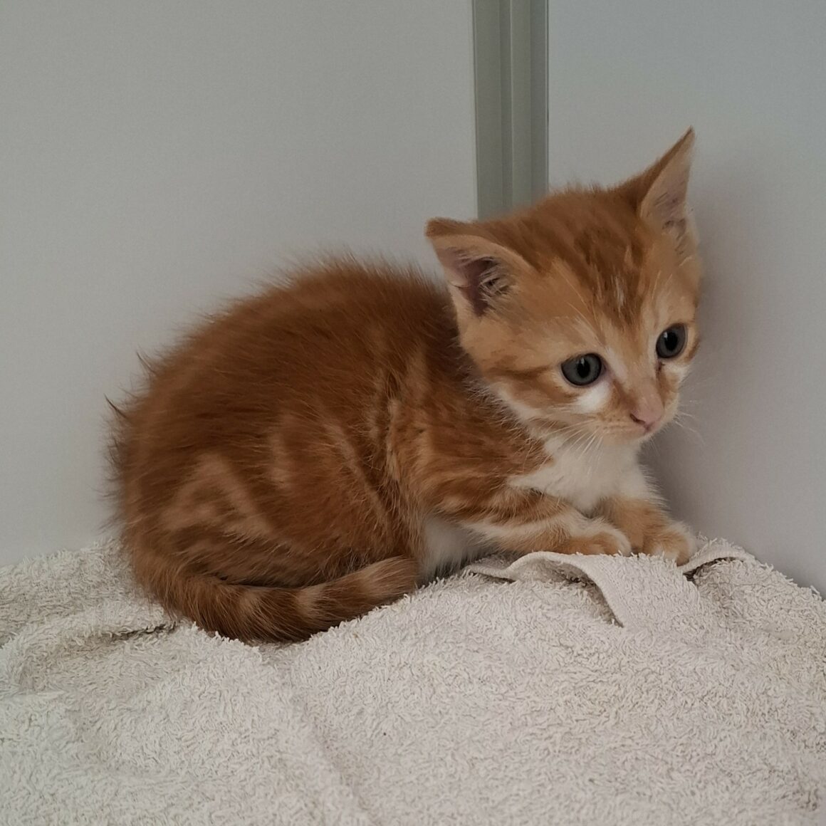 AMSTERDAM – chaton