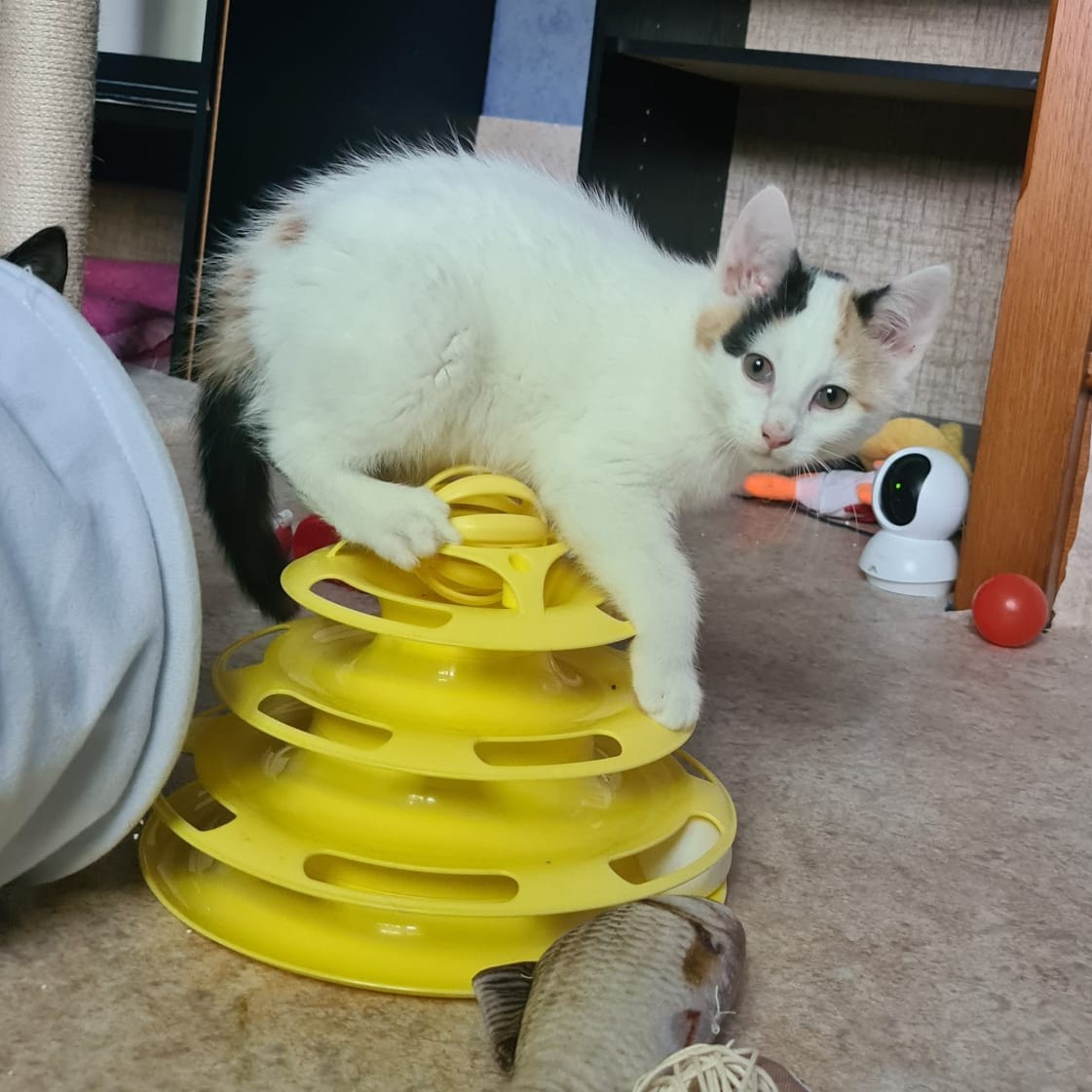 AQUARELLE – Chaton