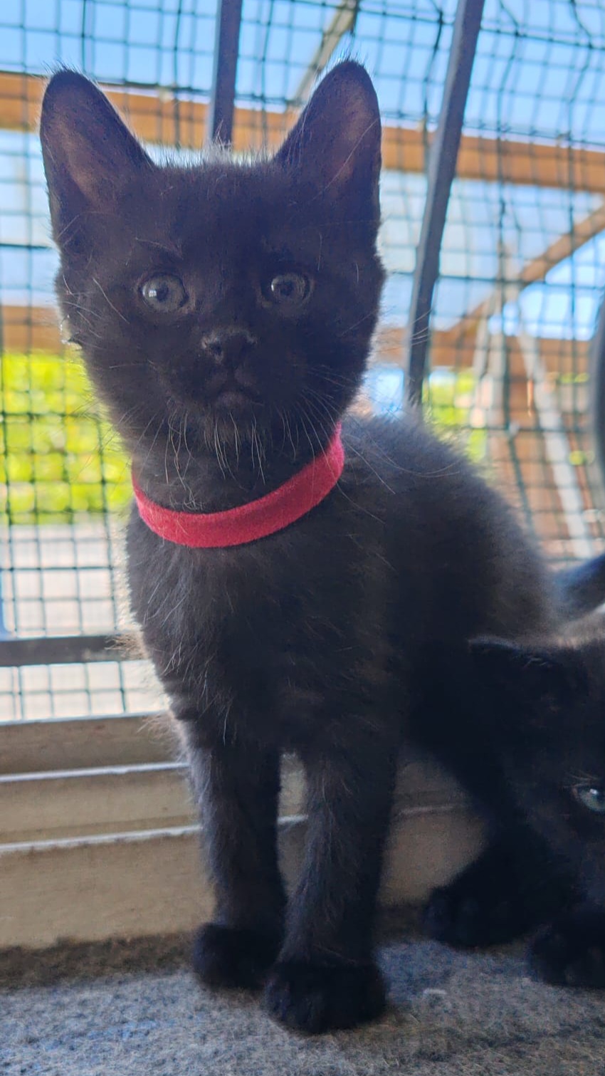 ARÊTE – chaton