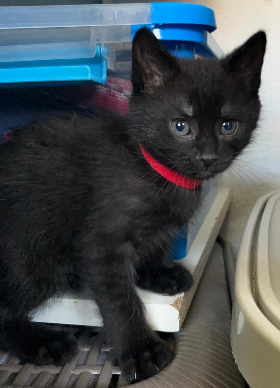 ARÊTE – chaton