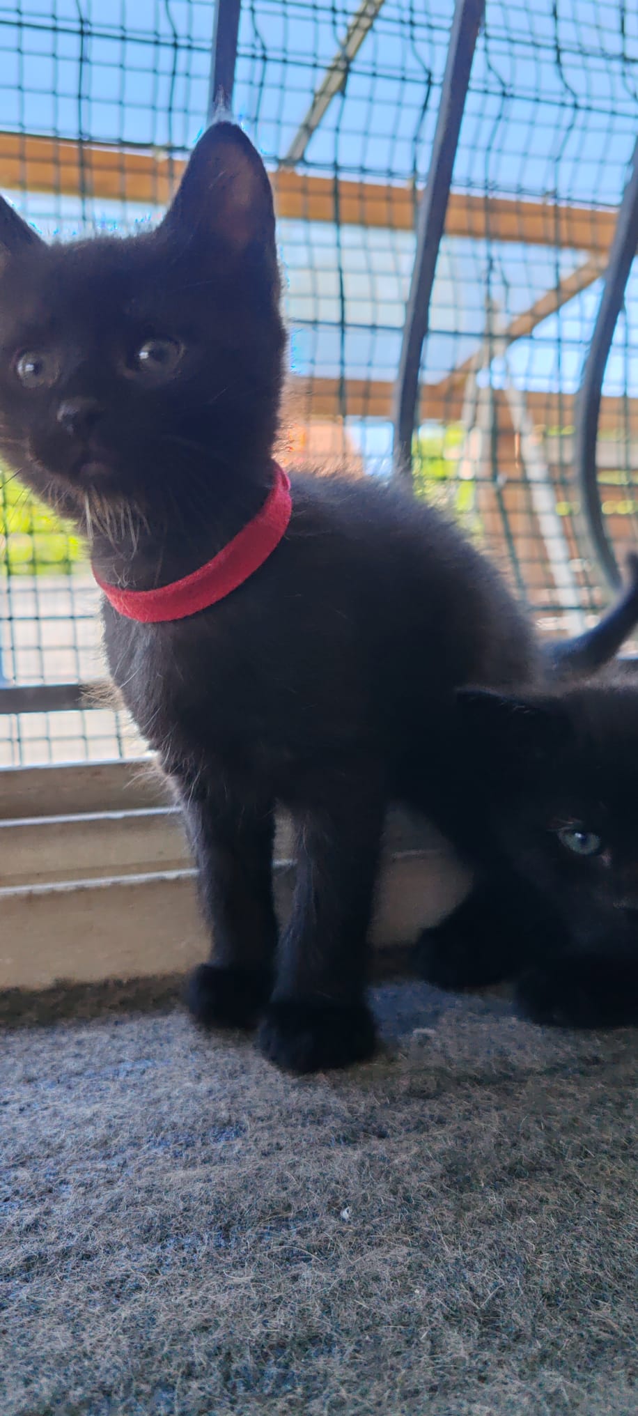 ARÊTE – chaton