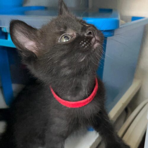 ARÊTE – chaton