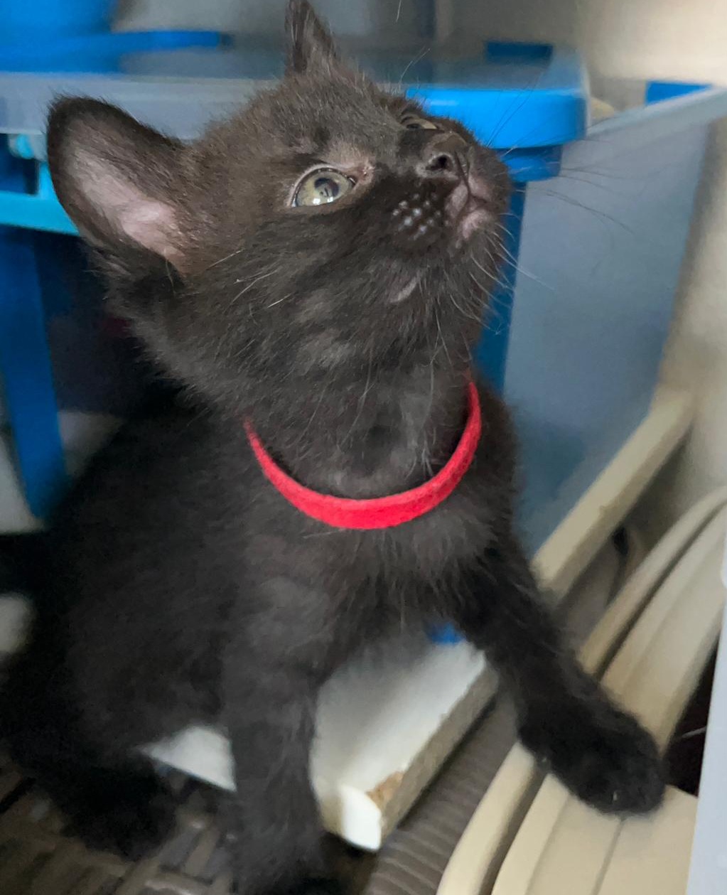 ARÊTE – chaton