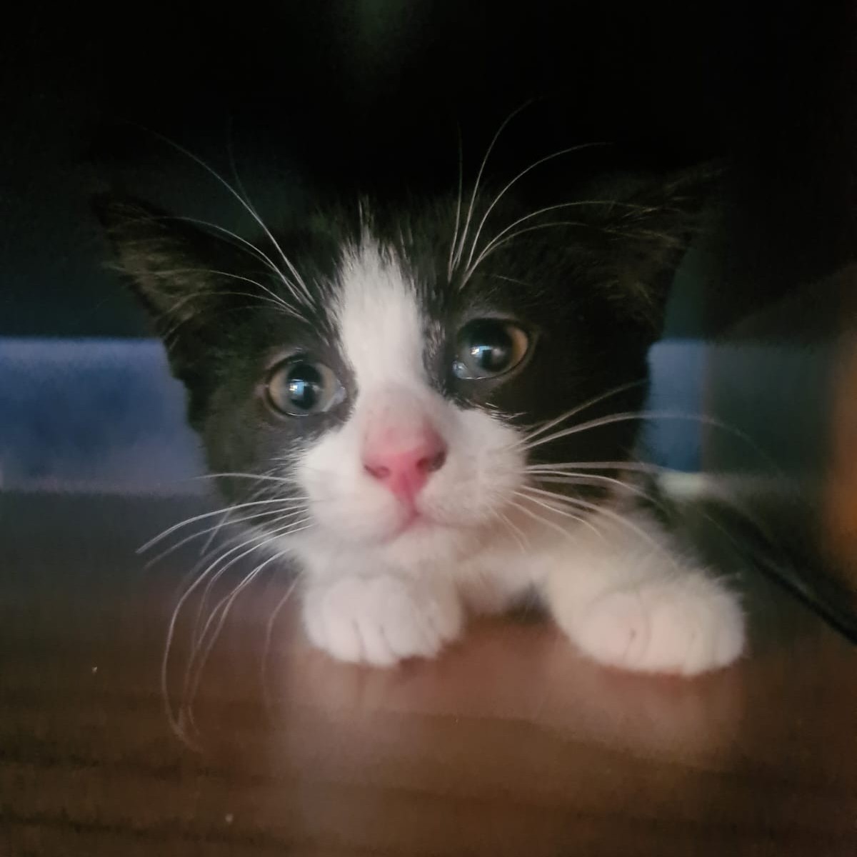AROBAZE – Chaton